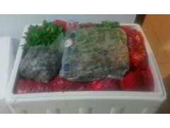 長春耐熱大粉西紅柿苗 西紅柿育苗基地