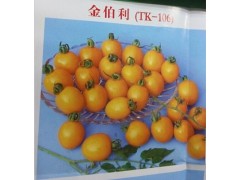 遼源蔬菜番茄苗品種_批發硬粉西紅柿苗