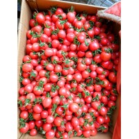 鶴崗耐熱大粉西紅柿苗 西紅柿育苗基地