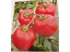 泉州大粉西紅柿苗 耐熱西紅柿種苗基地