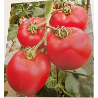 泉州大粉西紅柿苗 耐熱西紅柿種苗基地