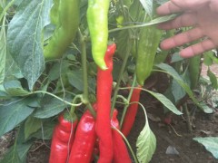 邵陽羊角椒苗 出售長尖椒種苗