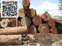 澳洲檀香木 白檀 原木誠征代理商