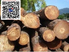 造紙材料 澳松南方松澳洲輻射松出口批發商