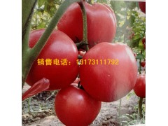 本溪大紅西紅柿苗 西紅柿種苗批發(fā)