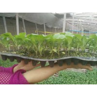 西雙版納茄子苗 種苗廠來種代育茄子嫁接苗