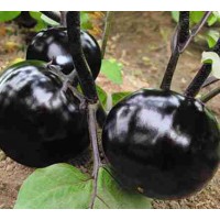 楚雄茄子苗 嫁接長茄種苗廠家