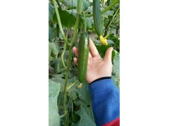 蕪湖嫁接黃瓜苗 代育秋延黃瓜苗德瑞特