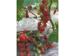 涼山番茄苗基地 小水果番茄種苗廠家