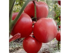 秦皇島代育西紅柿苗 西紅柿苗品種批發(fā)
