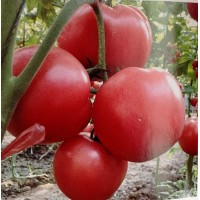 秦皇島代育西紅柿苗 西紅柿苗品種批發