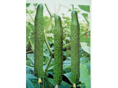 呼和浩特嫁接黃瓜苗 專育強(qiáng)磁黃瓜苗基地