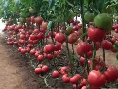 商洛大紅西紅柿種苗 蔬菜種苗廠家
