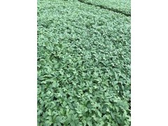 嘉峪關(guān)西紅柿苗基地/批發(fā)硬粉西紅柿苗