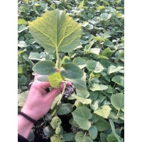 孟州黃瓜育苗基地 秋延黃瓜苗批發(fā)