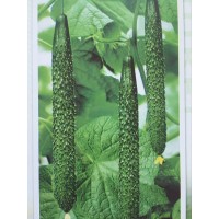 濮陽黃瓜苗 代育秋延黃瓜嫁接苗