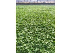 銅川西紅柿苗 基地大紅西紅柿苗批發(fā)