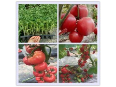 秦皇島小番茄西紅柿苗 培育西紅柿種苗廠家