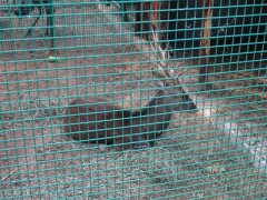 廠家供應荷蘭網  編織網 圈地圍網  圈雞網