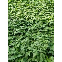 撫順硬粉西紅柿苗 抗寒西紅柿種苗批發