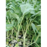 濰坊菜花苗（75天）有機菜花苗基地