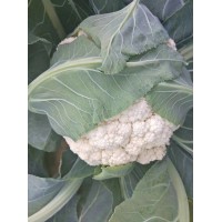 威海菜花苗（75天）有機菜花苗基地