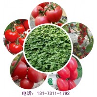 晉城小番茄西紅柿苗 千禧小西紅柿苗