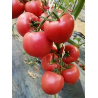 六安西紅柿苗廠家 西紅柿苗600棵批發