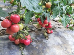 池州西紅柿苗 育早春番茄苗基地