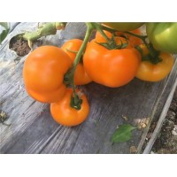 靈寶水果西紅柿苗 水果西紅柿苗批發