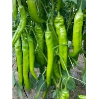 平涼線椒苗供應 黃綠皮辣椒苗廠家