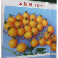 鄭州水果西紅柿苗 水果西紅柿苗批發