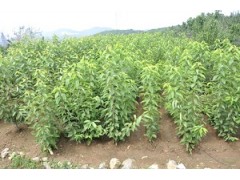 供應一年大櫻桃苗