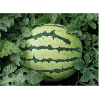 溫州西瓜苗京欣批發 嫁接西瓜苗廠家