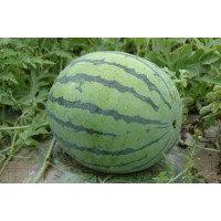 嘉興西瓜苗基地 育8424西瓜苗廠家