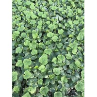 撫順嫁接黃瓜苗 黃瓜種苗基地