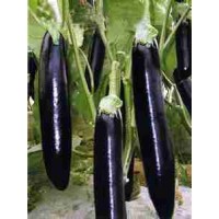 邯鄲嫁接茄子苗 長茄種苗765基地