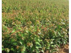 供應兩年大櫻桃苗