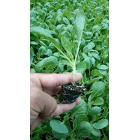 駐馬店菜花苗批發 有機菜花苗基地