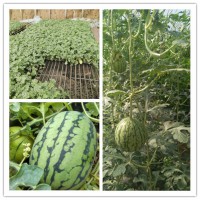 阜陽西瓜嫁接苗廠家 西瓜苗批發