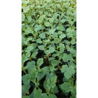 合肥西瓜苗8424廠家 西瓜嫁接苗批發