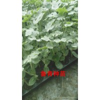 銅陵育西瓜苗基地 8424西瓜育苗基地
