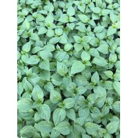 玉林辣椒育苗基地 育辣椒苗基地