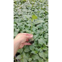 寶雞長尖椒苗基地 育尖椒種苗基地