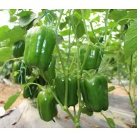 崇左甜椒育苗基地 育甜椒種苗基地