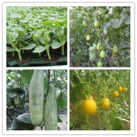 靈壽甜瓜嫁接苗 綠寶甜瓜苗批發