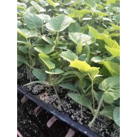 濮陽黃瓜苗代育嫁接苗 短把黃瓜苗基地