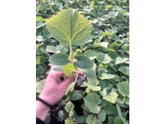 宿州黃瓜嫁接苗基地 黃瓜苗批發(fā)