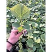 淮南黃瓜苗廠家 黃瓜嫁接苗批發