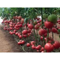 沈陽育西紅柿種苗 大紅西紅柿苗耐熱品種